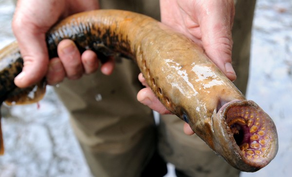 Bilder-Thread LAMPREY0624 3GD 6393811-600x363