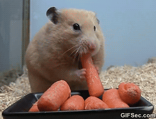 gif-hamster-eats-carrots
