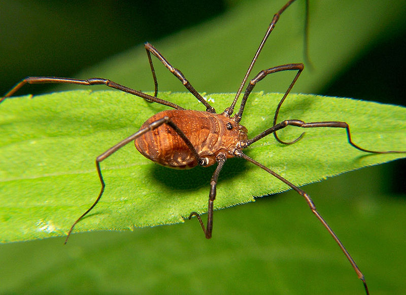 800px-Opiliones harvestman