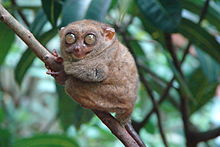 220px-Tarsius syrichta