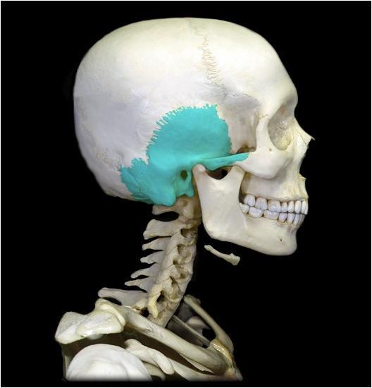 temporal bone