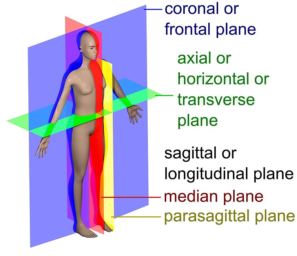 1024px-Human anatomy planes labeled