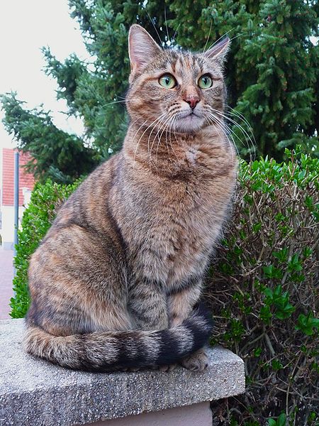 450px Gr C3 BCne Augen einer Katze