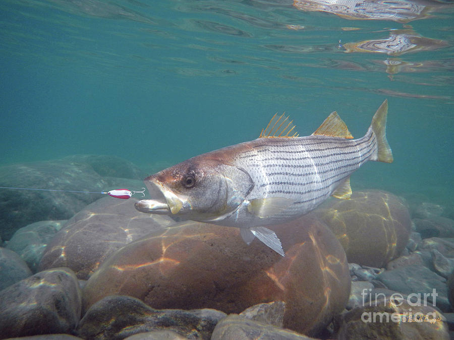 striped-bass-and-dardevle-paul-buggia