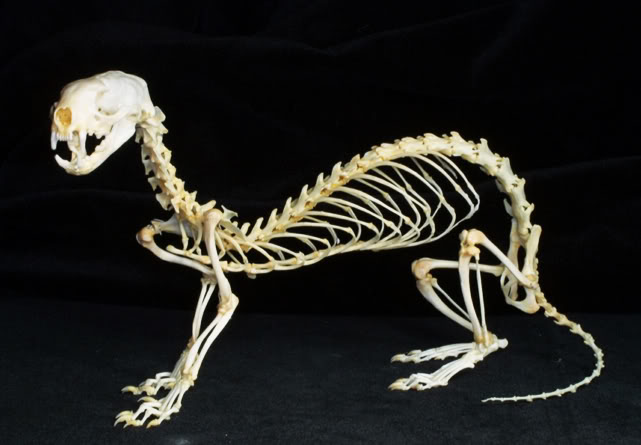 ferret-skeleton-lg