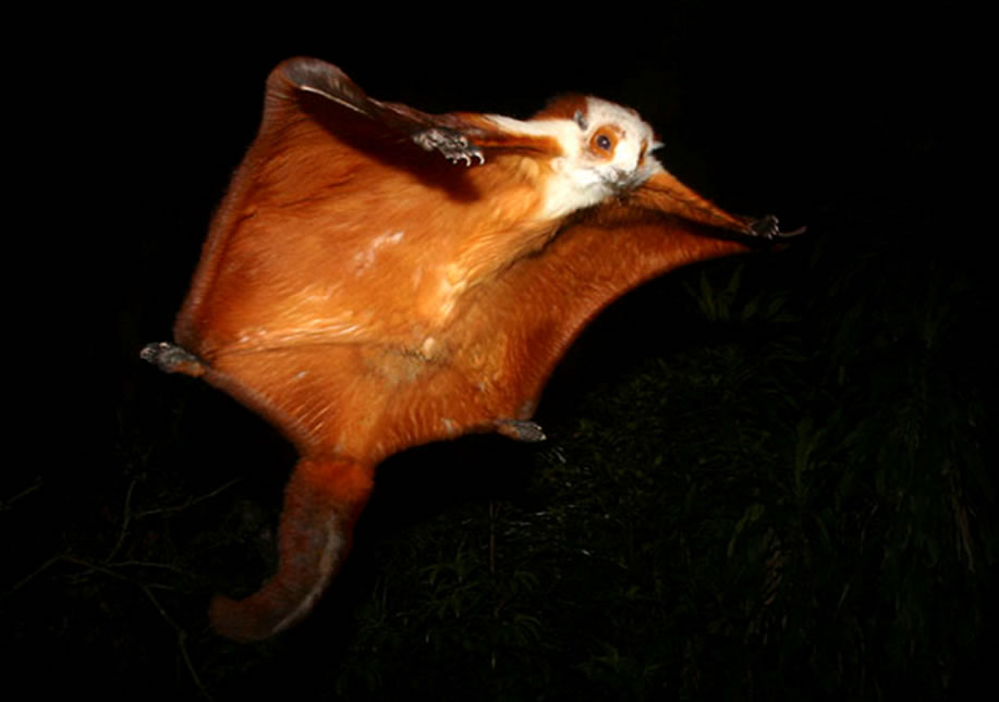 Flying-Squirrel