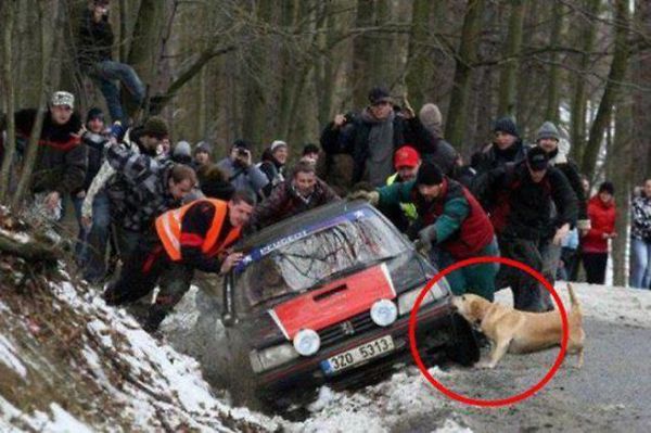 Bilder-Thread a.baa-Dog-Helps-With-A-Car