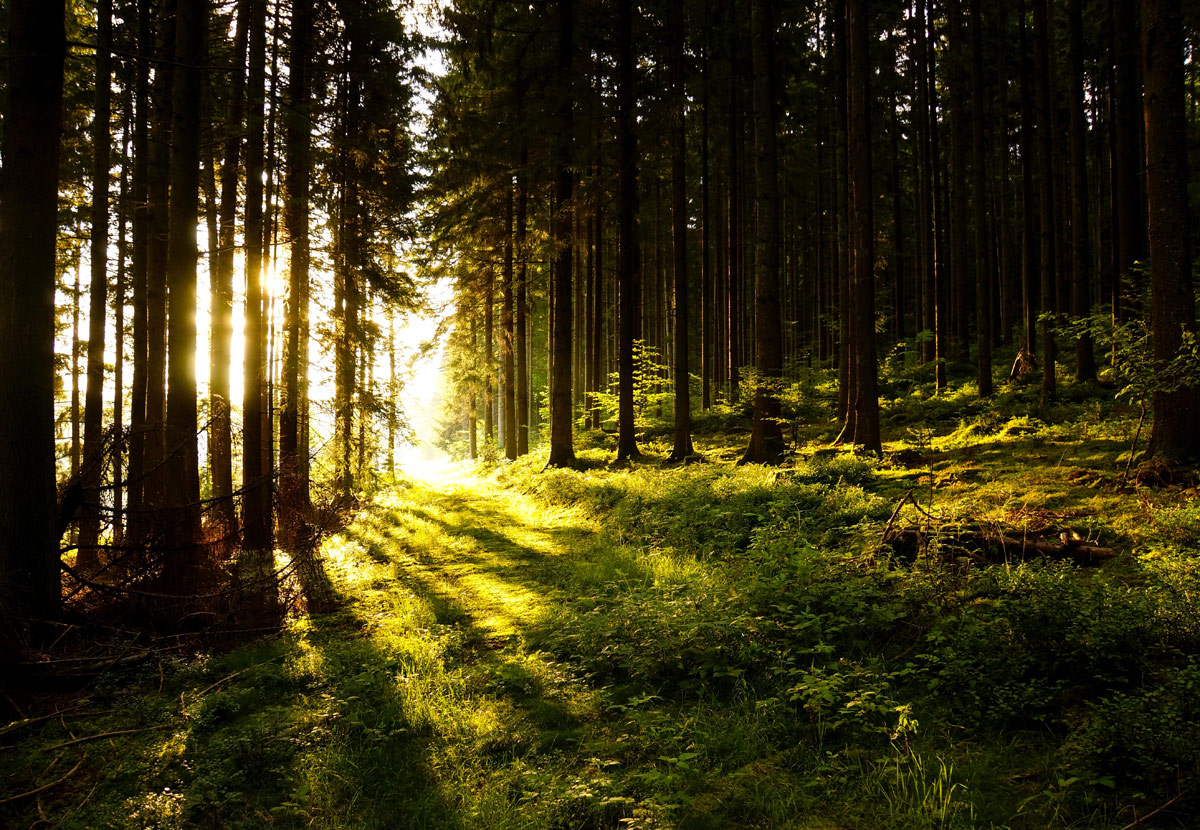 Im Wald Der Zauberbäume