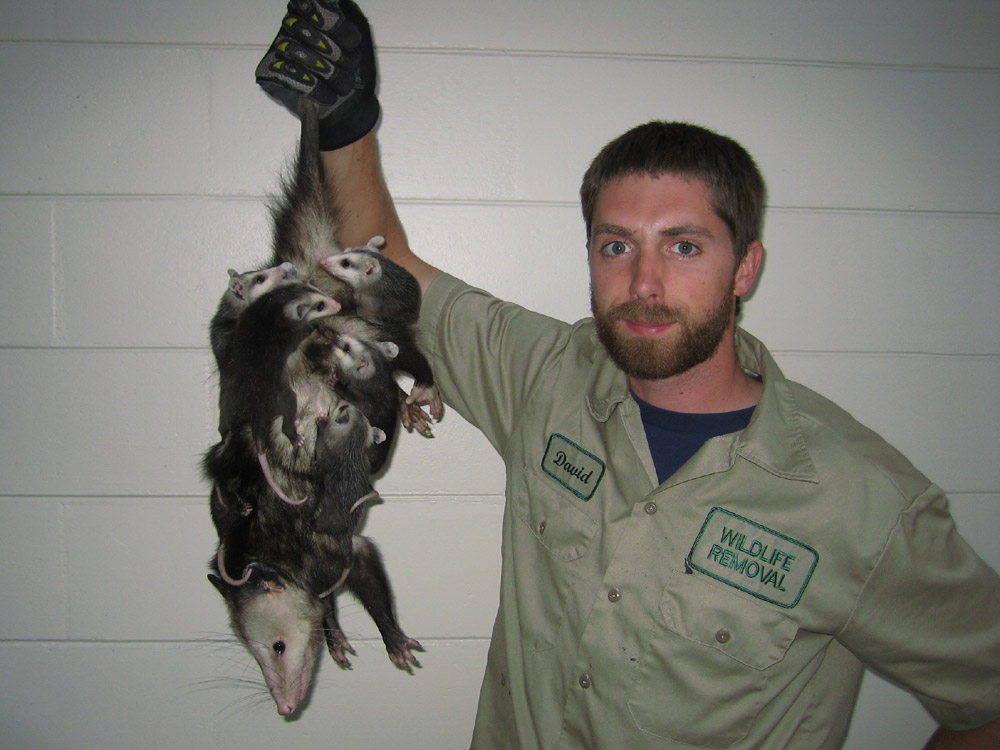 Bilder-Thread opossum002