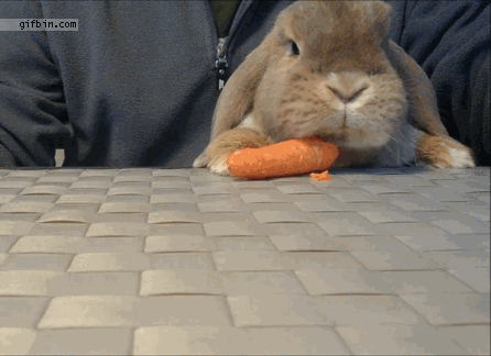 bunny-nom-noms-on-a-corrot