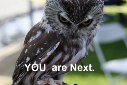 Bilder-Thread funny-angry-owl-picture-445x299