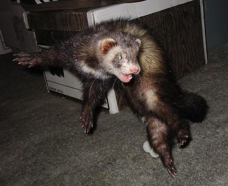 Bilder-Thread Vinnie the Ferret in a War Dance Jump