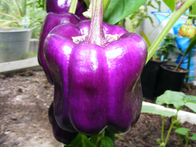 Paprika Lila Purper 2008