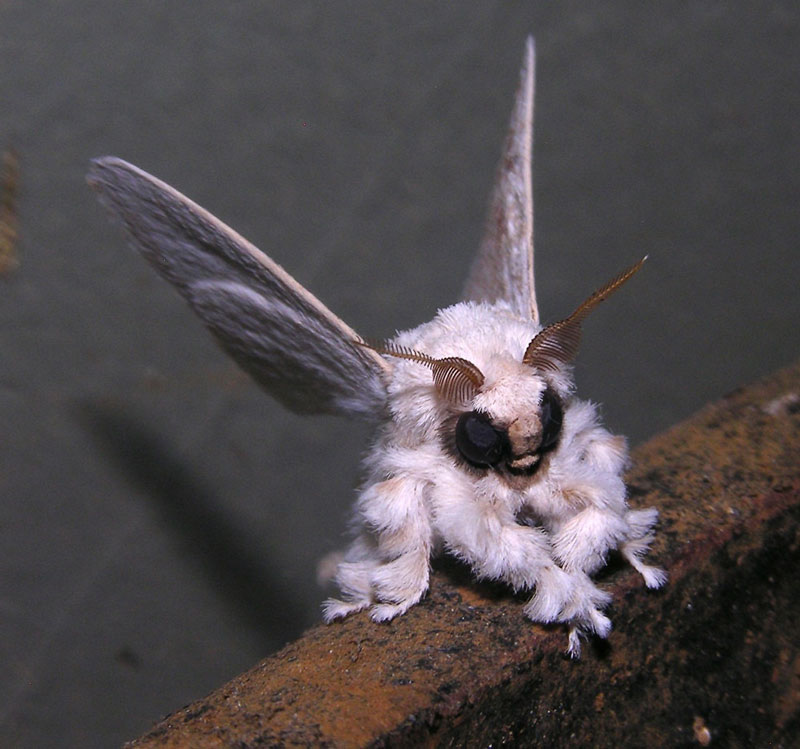 Bilder-Thread venezuelan-poodle-moth