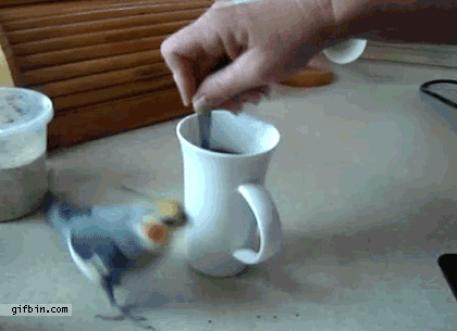 1314811785 cockatiel vs stirring coffee.