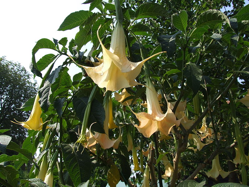 800px Brugmansia aurea Stock