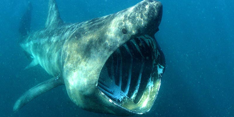 Riesenhai Meere c naturepl.com Alan Jame