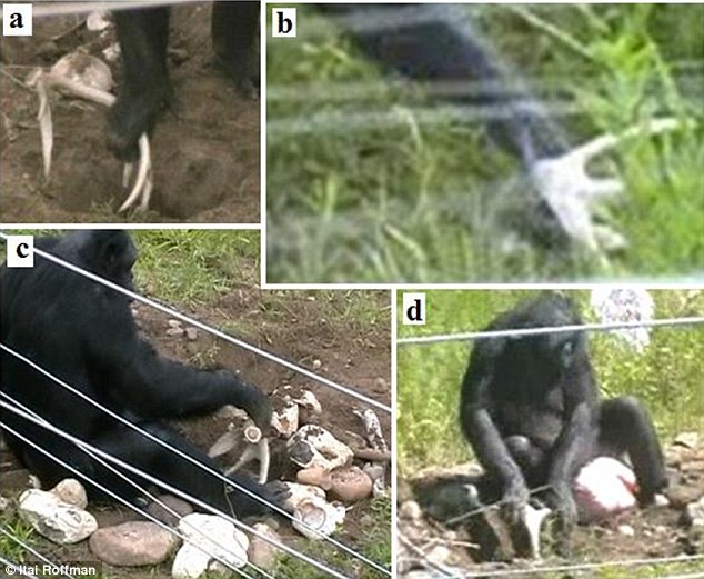 2A54A84B00000578-0-The bonobos also used