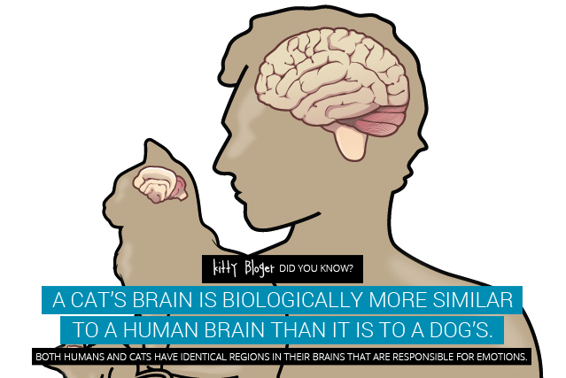 fact 39 a cat s brain is biologically mo