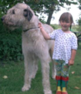 irish wolfhound heiko steinmann ire mit 