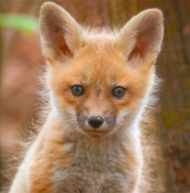 Die schönsten Tiere/Tierbilder der Welt (Seite 71) Allmystery