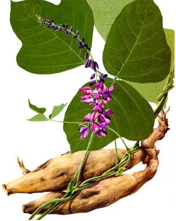 pueraria-lobata