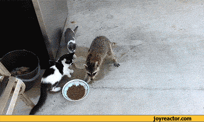 gif-coon-food-cat-792786