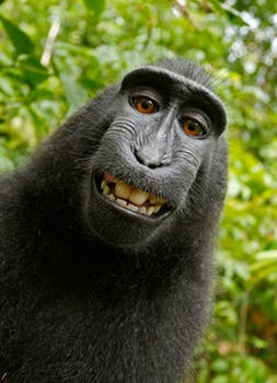Fumos miese Spelunke selfie-monkey-self-portrait-macaca-nigra.jpeg