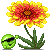  arizonasunflower by30uqz