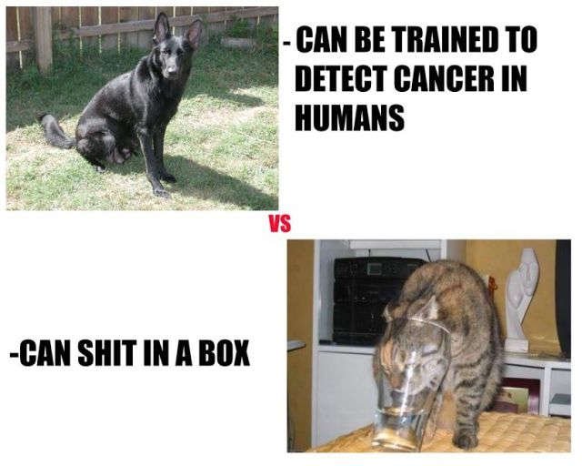 Bilder-Thread daily-picdump-1212-640-87