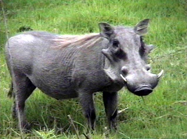 Bilder-Thread warthog