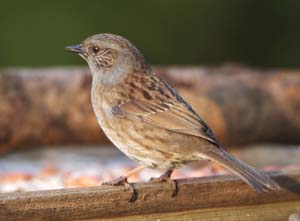 Dunnock