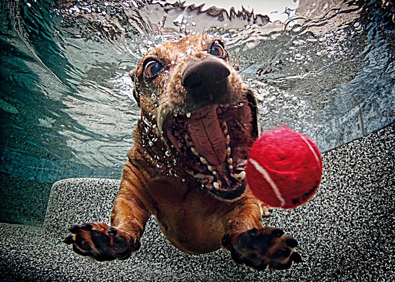 Bilder-Thread hunde-unter-wasser-072728406