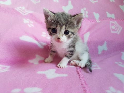 Fumos miese Spelunke Katzenbaby