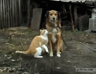 1341250251 cat and dog tender moment