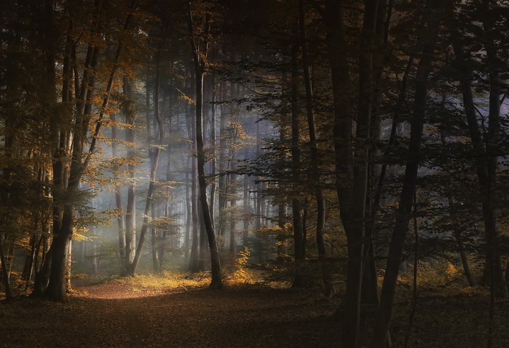 Bilder-Thread herbstwald-adcc3ec9-e843-4d21-9495-5f55e