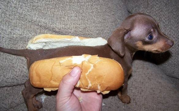 hotdogpuppy-e1308084756563