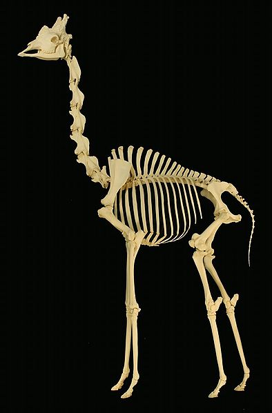 394px-Giraffe skeleton