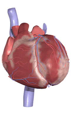 beating heart animation1.gif 3Fw 3D245 2