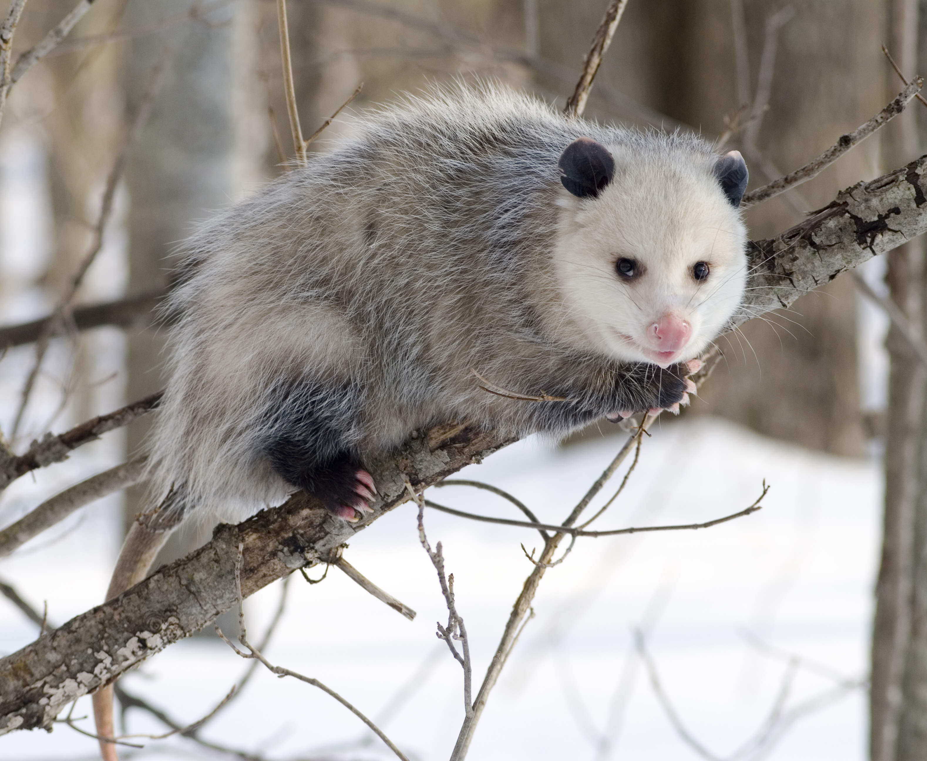 Bilder-Thread Opossum 2