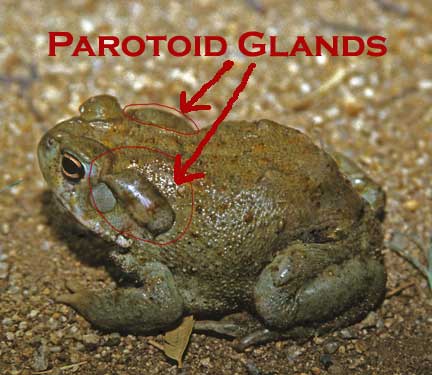 56eda8 Scan-1848-Parotoid-Glands