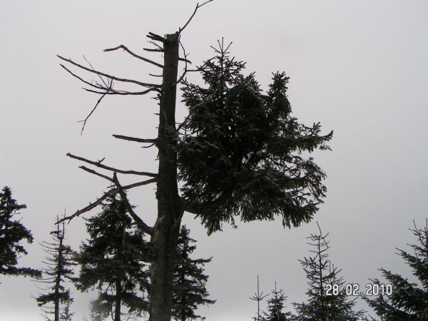 Bilder-Thread fichtefb