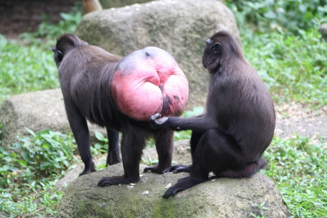 Bilder-Thread Monkeys-Rule-The-World-9