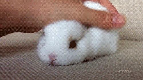 white-fluffy-bunny-rabbit large