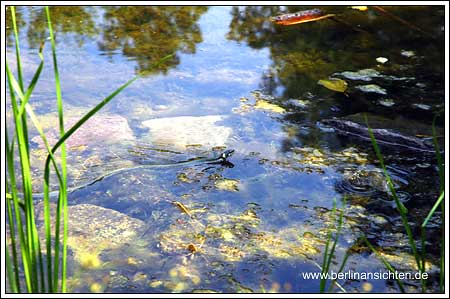 2005.07.15-Grunewald-034