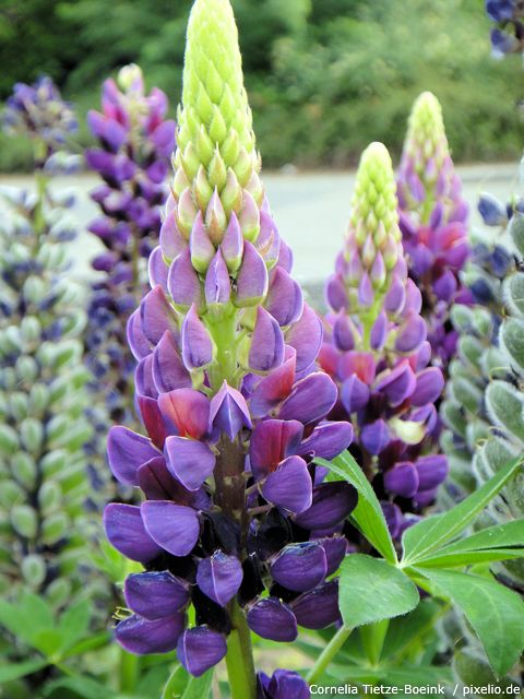 lupine-lila