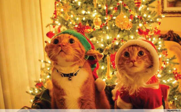 adorable-xmas-animals-628