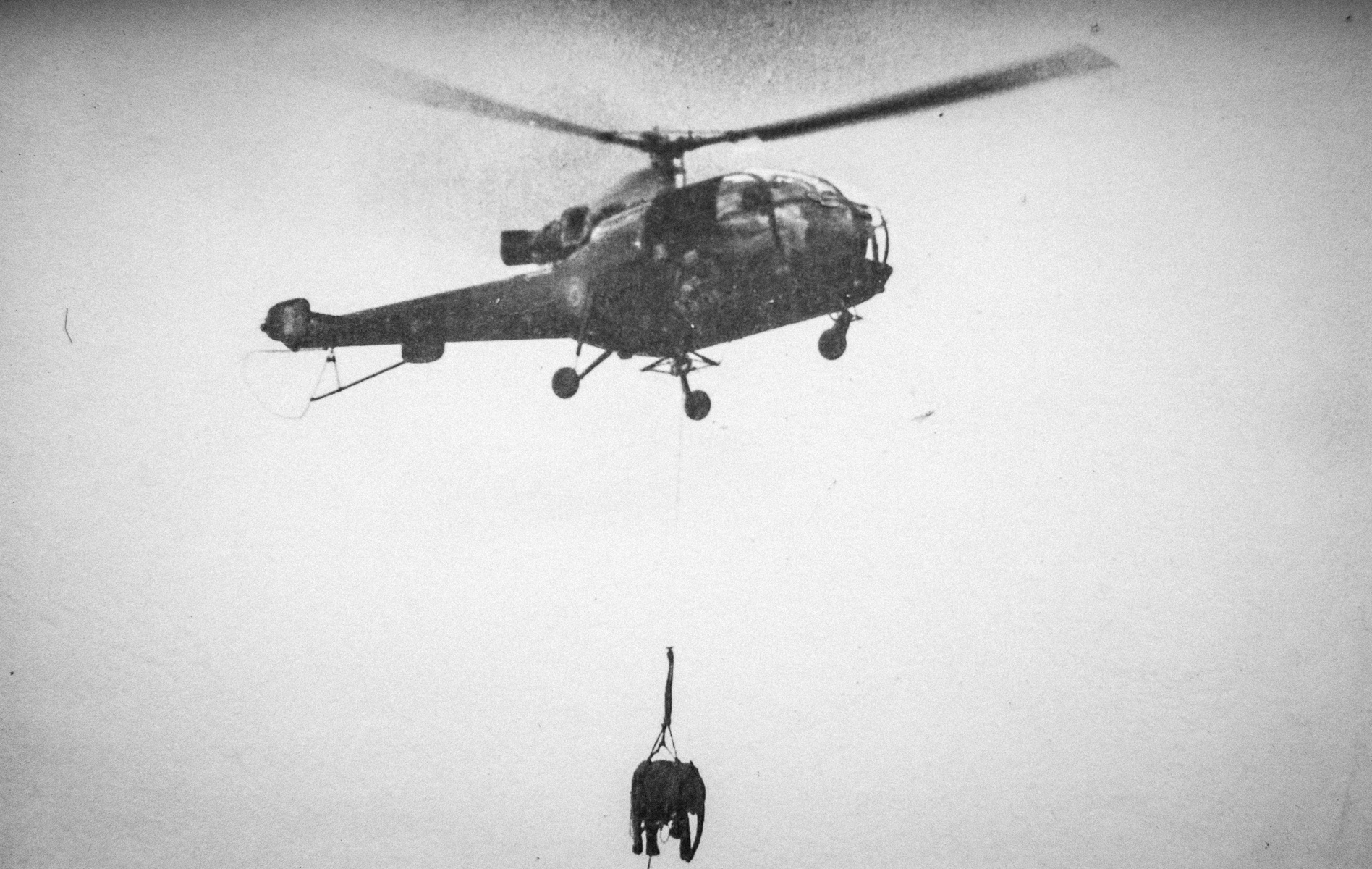 Вертолет перебрасывал отряд. Вертолет слон. Индийские вертолеты слоны. Летающий слон вертолет. Вертолет корова.