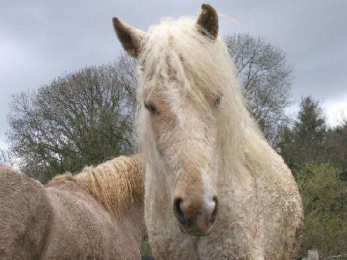 Curly Horses Paddock