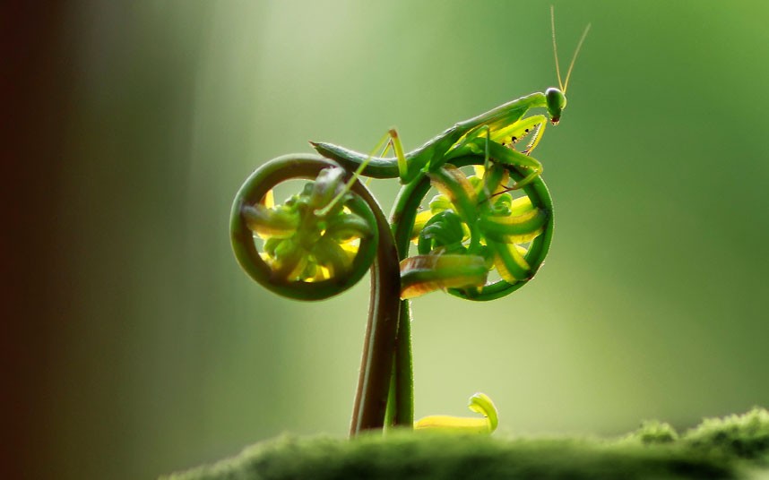 Bilder-Thread t4TKz59 praying-mantis-bik 2191320k
